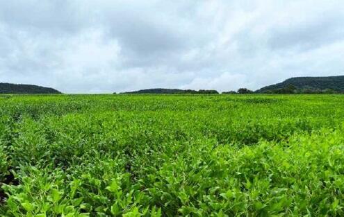 Imóvel rural em Jandaia, Fazenda Velha, Situado Na Fazenda Velha Fazenda Velha, GO. Área: nullm2
