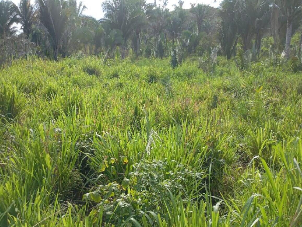 Imóvel rural em Itaipava do Grajaú, Fazenda Santa Luzia, Localizado No Povoado Damianópolis, S/nº.   Fazenda Santa Luzia, MA. Área: 725982m2