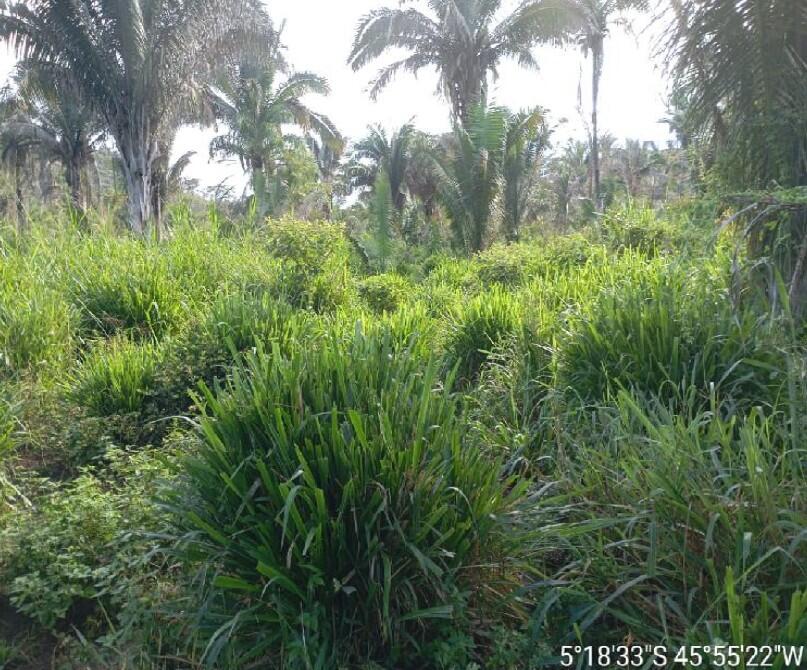 Imóvel rural em Itaipava do Grajaú, Fazenda Santa Luzia, Localizado No Povoado Damianópolis, S/nº.   Fazenda Santa Luzia, MA. Área: 725982m2 - imagem 0