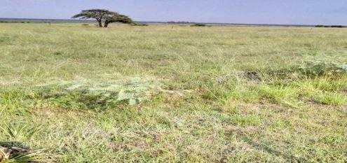 Imóvel rural em Uruguaiana, , Uruguaiana, Rs, RS. Área: nullm2