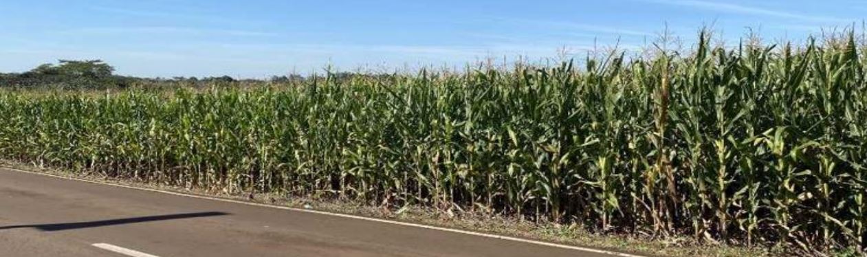 Imóvel rural em Sertanópolis, Córrego Taboca, Linha Suburbana lotes 64 e 163 - Córrego Taboca, PR. Área: nullm2