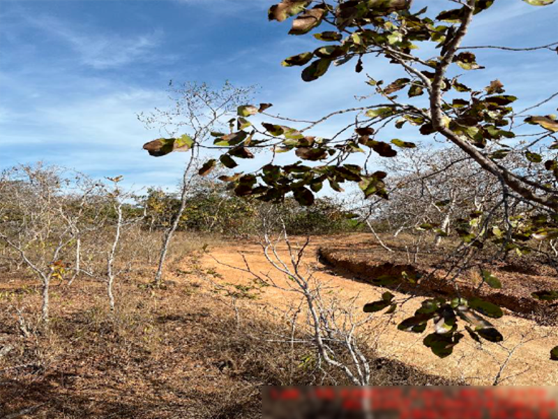 Terreno em Buritis, Gleba 01 De Terras,  Fazenda São Vicente Ou Santa Tereza Gleba 01 De Terras, MG. Área: nullm2