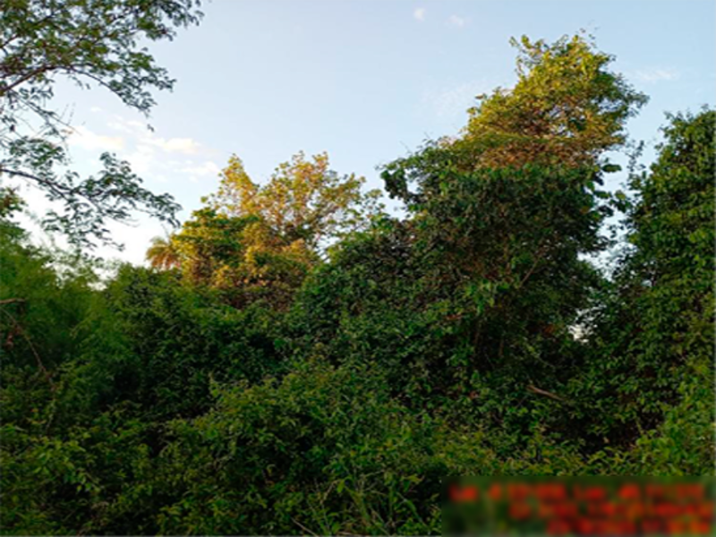 Terreno em Formosa da Serra Negra, Zona Rural - Fazenda Bom Jesus,  Zona Rural - Fazenda Bom Jesus, MA. Área: nullm2