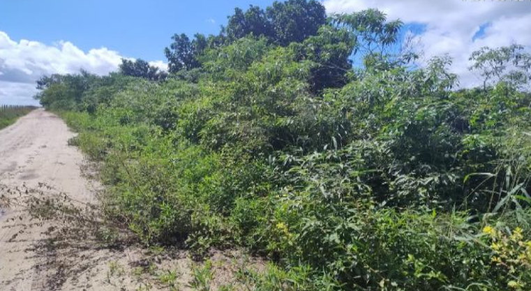 Imóvel rural em Rio Real, ZONA RURAL, Sítio Floresta S/n Zona Rural, BA. Área: nullm2 - imagem 0