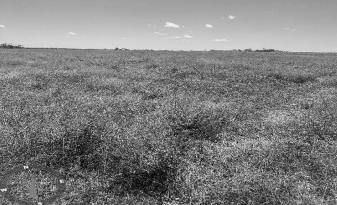Imóvel rural em Abreulândia, Loteamento Araguacema - 2ª Etapa - Zona Rural., Fazenda Antonow Iii, Parte Do Lote 186 - Loteamento Araguacema - 2ª Etapa - Zona Rural., TO. Área: nullm2 - imagem 0